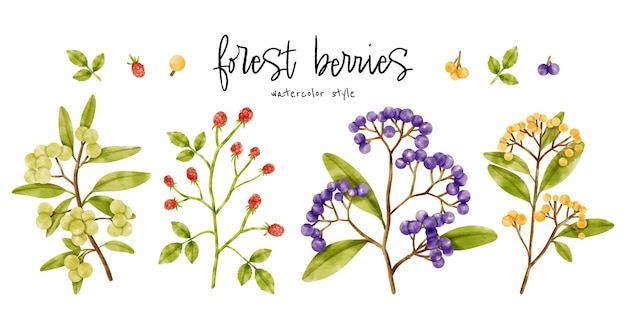 Cute berries branch watercolor illustration for decorative element