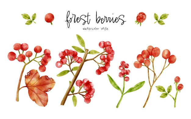 Cute Berries branch watercolor illustration for Decorative element