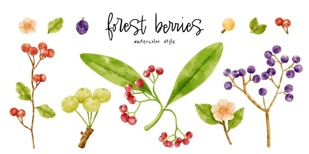 Cute Berries branch watercolor illustration for Decorative element