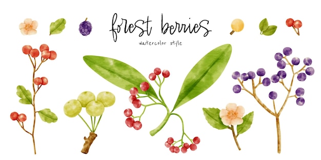 Cute Berries branch watercolor illustration for Decorative element