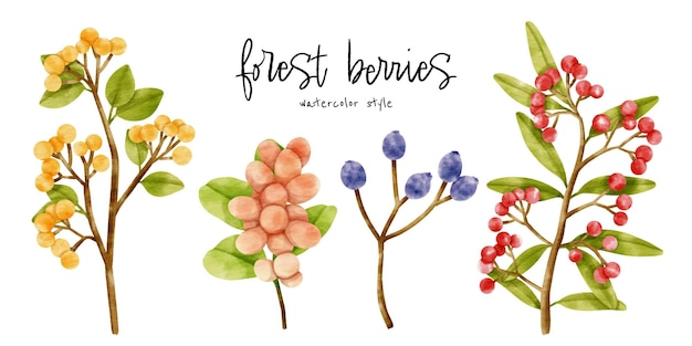 Cute Berries branch watercolor illustration for Decorative element