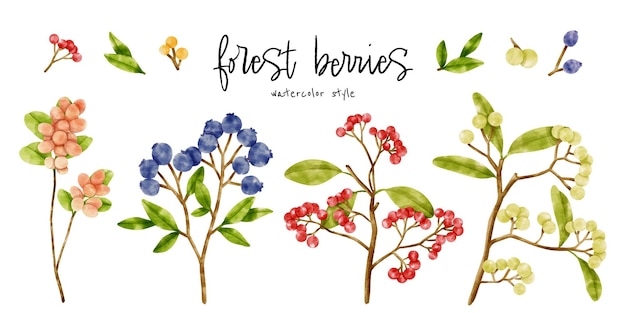 Cute berries branch watercolor illustration for decorative element