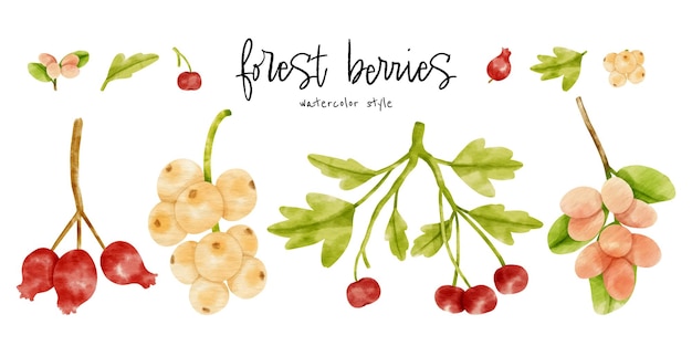 Cute Berries branch watercolor illustration for Decorative element