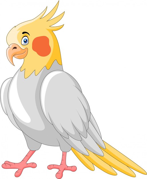 オカメインコ 画像 無料のベクター ストックフォト Psd