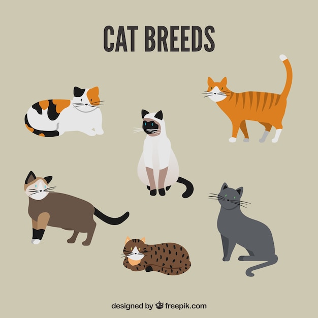 Cat Images Free Vectors Stock Photos Psd