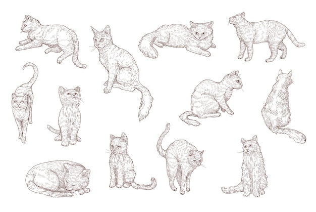 Cute cats and funny kittens hand drawn illustration set