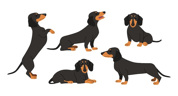 Free vector cute dachshund in different poses cartoon illustration set. black dog sitting, lying, standing on two paws, performing commands on white background. pet, domestic animal, friend concept