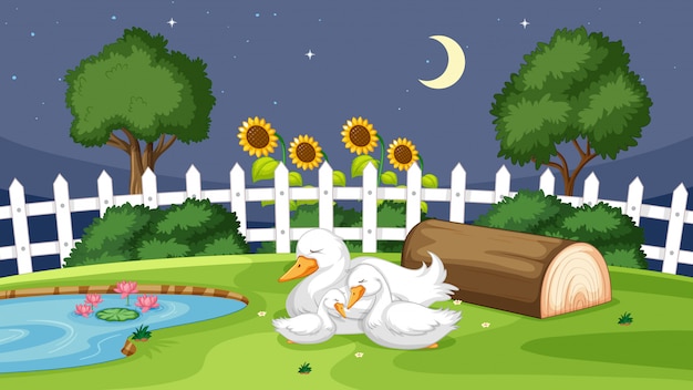Cute duck sleeping on grass