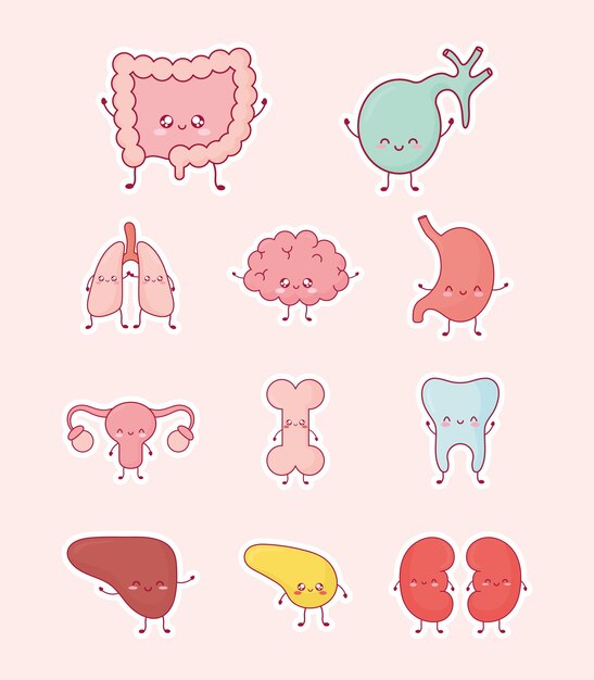 人間の臓器等尺性のアイコンセット男性と女性の体肝臓目骨腎臓心白い背景で隔離3 D 無料のベクター