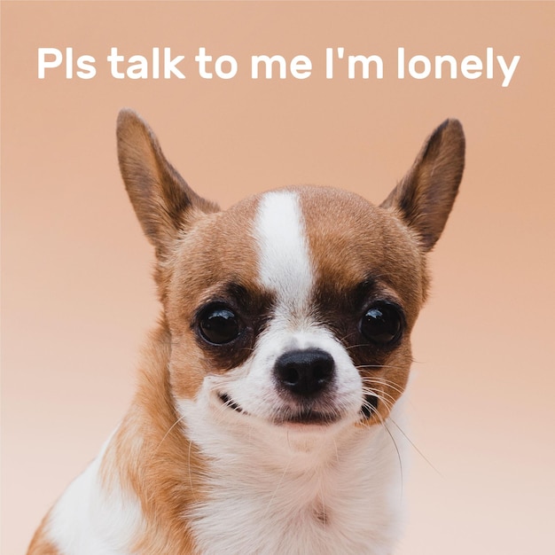 Cute lonely animal meme