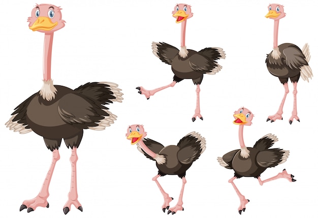Бесплатное векторное изображение Милый страус мультипликационный персонаж
