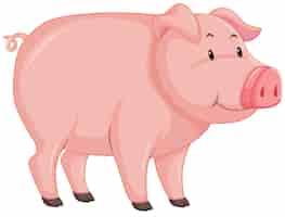 Free vector cute pig with pink skin on white