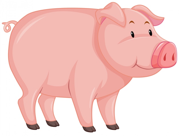 Cute pig with pink skin on white
