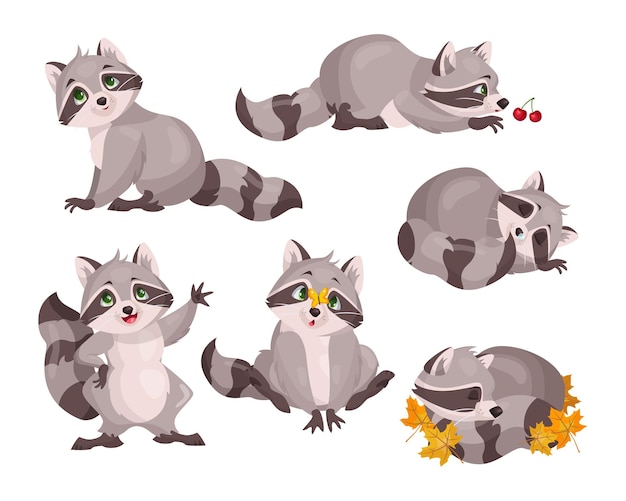 Cute raccoon characters set. Vector illustrations of small wild forest animals. Cartoon funny poses of sleeping, playing, waving adorable raccoon isolated on white. Woodland, nature, mascot concept