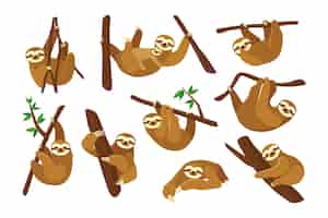 Free vector cute sloth on branch flat pictures collection.