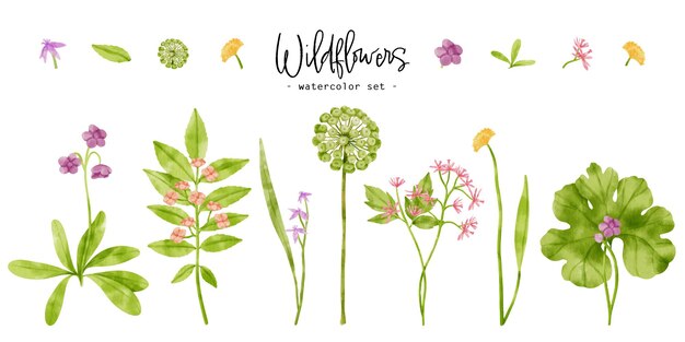 Cute wildflowers plants watercolor illustration for Decorative Element