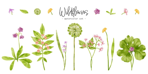 Симпатичные полевые цветы растения акварельные иллюстрации для декоративного элемента