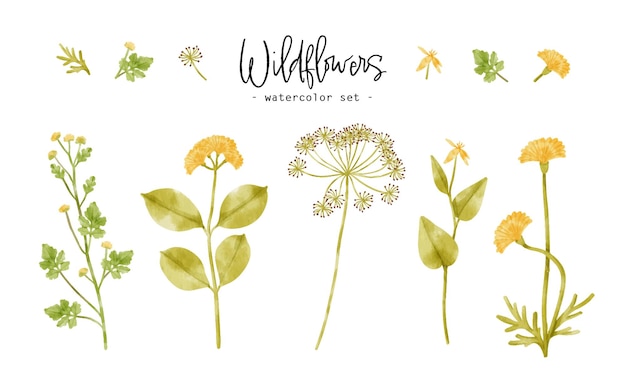 Cute wildflowers plants watercolor illustration for decorative element