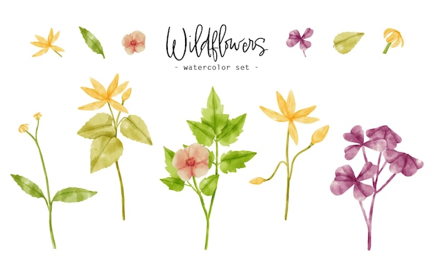 Cute wildflowers plants watercolor illustration for Decorative Element