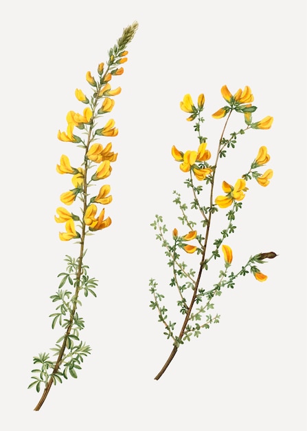 Бесплатное векторное изображение cytisus осложненные цветы