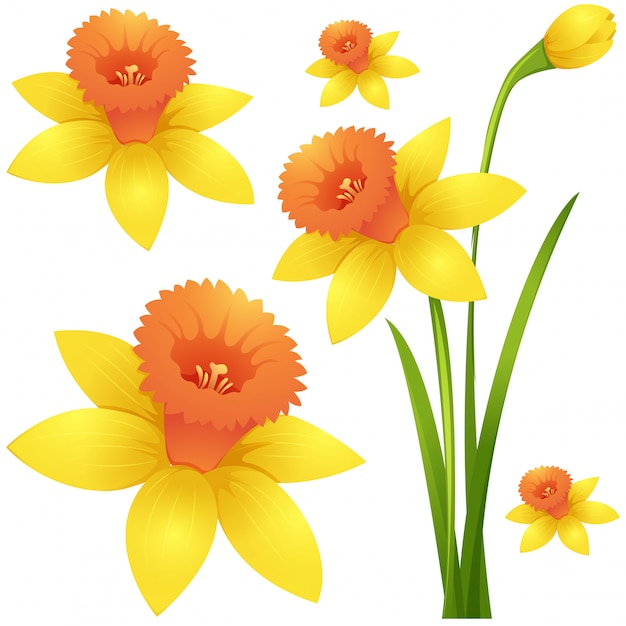 노란 색의 수 선화 꽃
