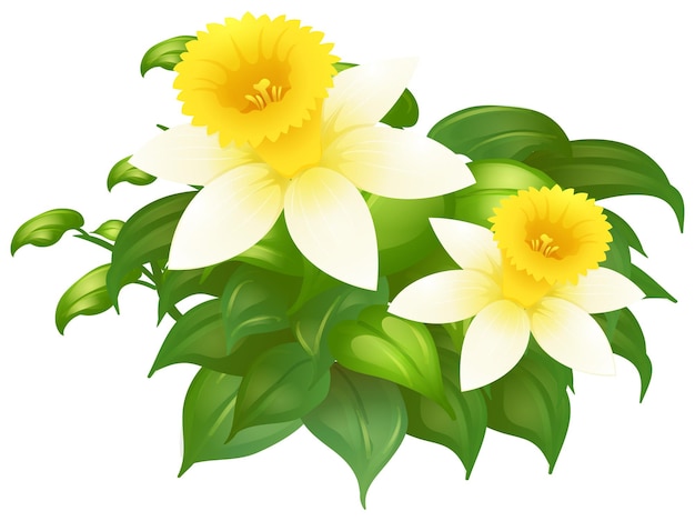 Free vector daffodil flowers in bush