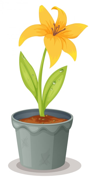 Daffodil in a pot