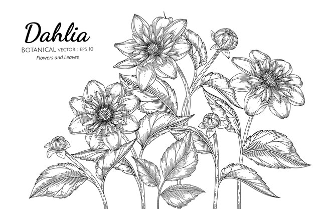 ダリアの花と葉は 白い背景の上のラインアートで描かれた植物図を手します プレミアムベクター