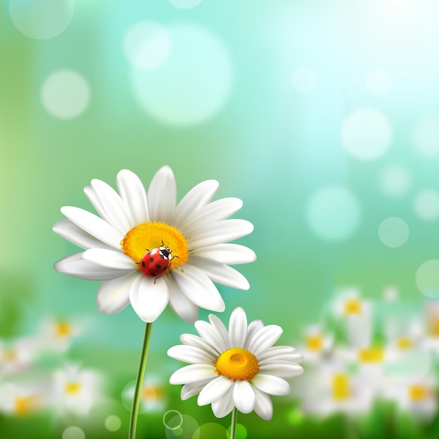 Free vector daisies with ladybug