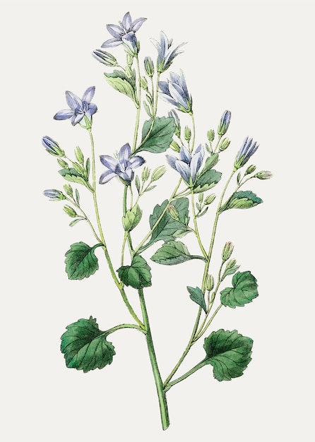 Vettore gratuito campanula dalmata