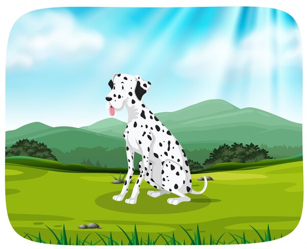 Dalmatian on nature scene