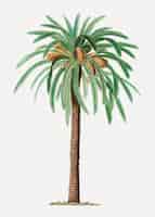 Free vector date palm tree