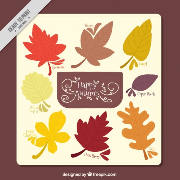 Free vector decorative card with kind of autumn leaves