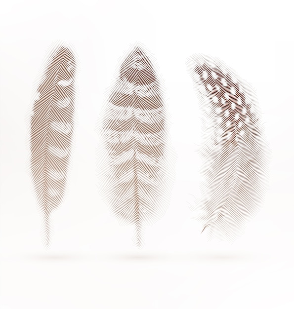 Decorative feathers collection