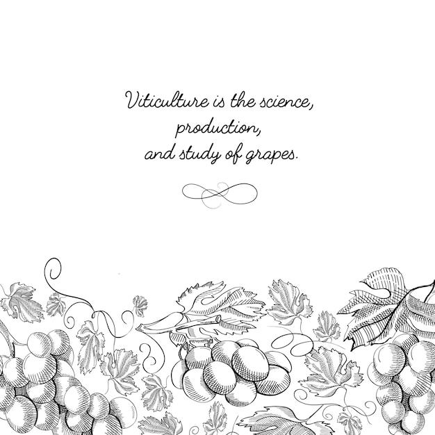 Decorative frame vertical scroll ornament grape foliated border hand drawn sketch illustration