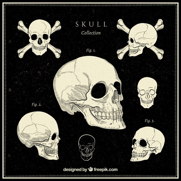 Free Vector decorative skulls in vintage style