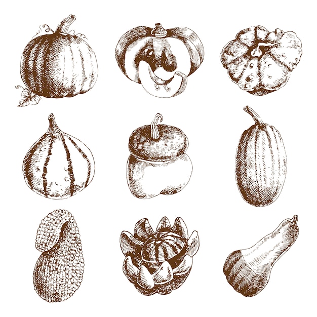 Free vector decorative unusual pumpkins varieties and winter squash icons collection