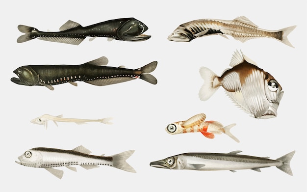 Бесплатное векторное изображение Глубоководные сорта рыб