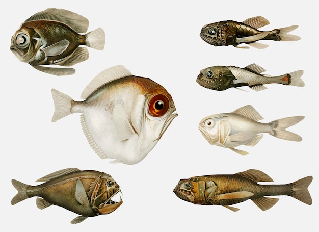 Глубоководные сорта рыб