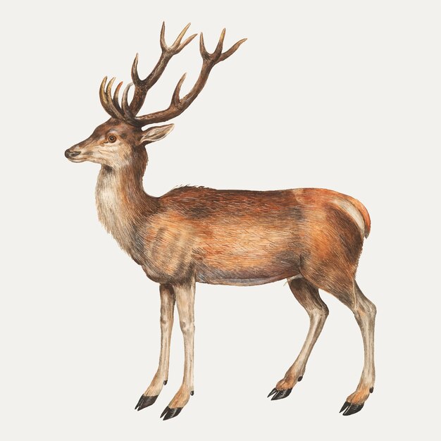 Deer in vintage style