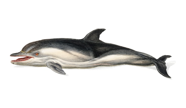 Delphinus delphis иллюстрируется Чарльзом Дессалинесом Д Орбиньи (1806-1876).