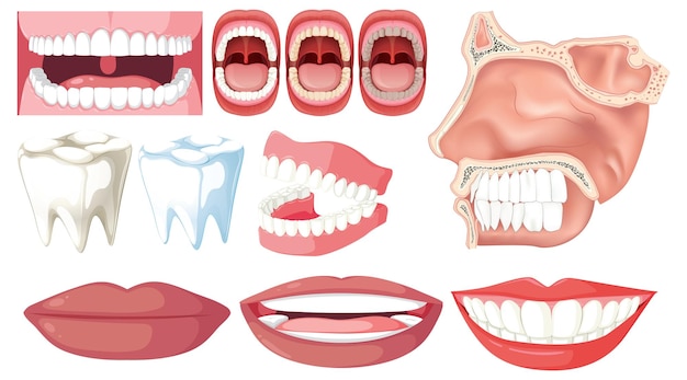 Бесплатное векторное изображение Элементы зубов и зубов в векторной иллюстрации