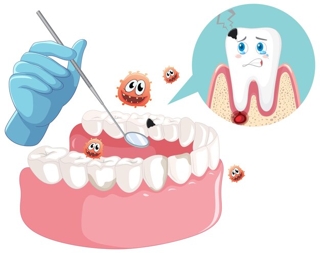 Dentist hand with human teeth decay model