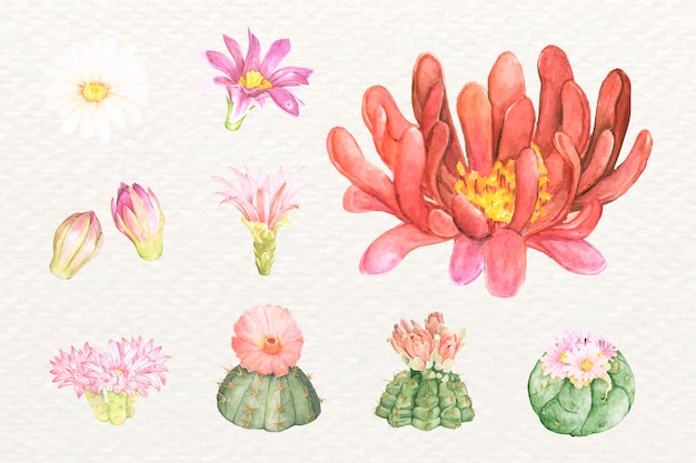 Free vector desert cactus flower png sticker set