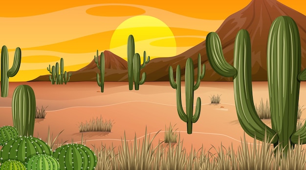 Desert forest landscape at sunset time scene with many cactuses