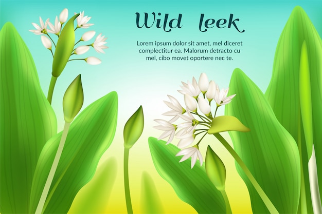 Design of wild leek.