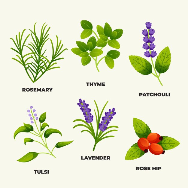 Detailed essential oil herb collection