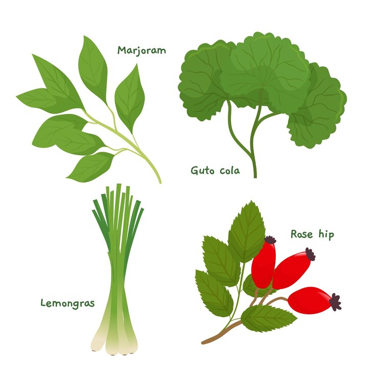 Free Vector detailed essential oil herb collection