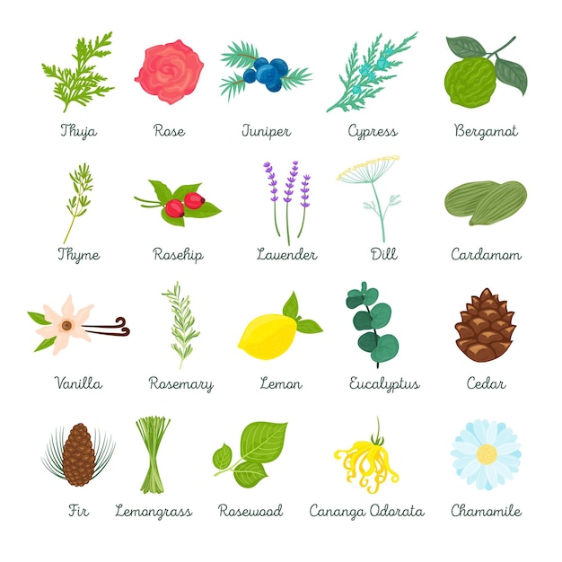 Detailed essential oil herb collection