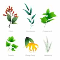 Free vector detailed essential oil herb collection